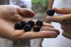 Among the products of the land available in the area are blackberries