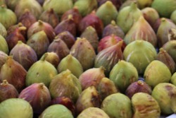 Many fig trees are found in the land surrounding the school