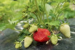 Some strawberries getting ripe in our garden